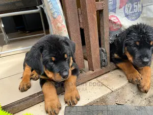1-3 months Female Purebred Rottweiler
