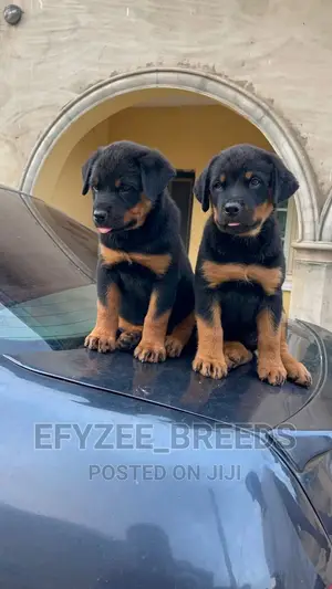 1-3 months Female Purebred Rottweiler