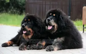 1-3 months Female Purebred Tibetan Mastiff