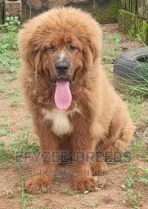 1-3 months Female Purebred Tibetan Mastiff