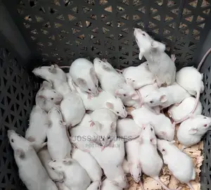 Albino Mice (Balb/C)
