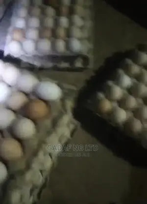 Eggs for Sell, in Large Quantity