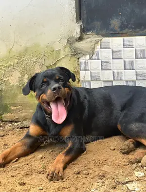 1+ year Male Purebred Rottweiler