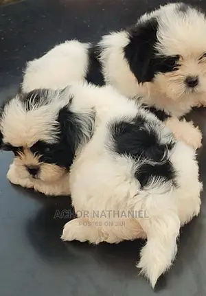 1-3 months Male Purebred Lhasa Apso