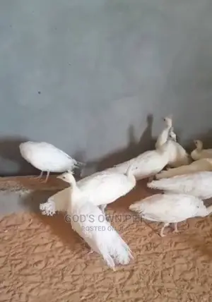 Lovely White Peacock Is Available