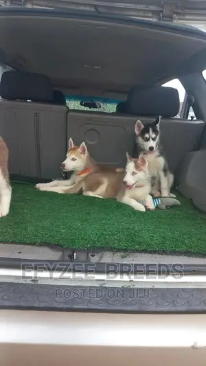 1-3 months Female Purebred Siberian Husky
