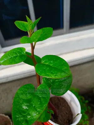 Herb Seedlings