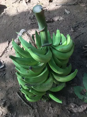 Hybrid (Elephant Giant) Plantain Suckers