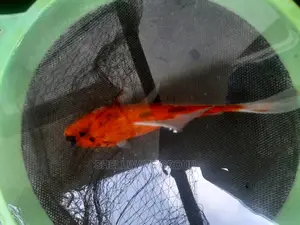 Imported Gold Fish