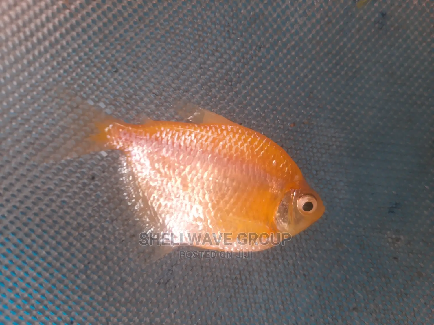 Glo Tetra Fish