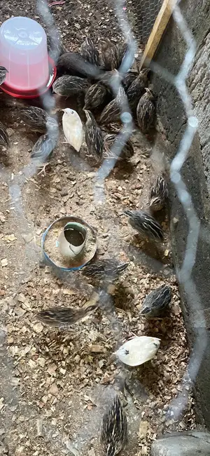 Quails Bird Available