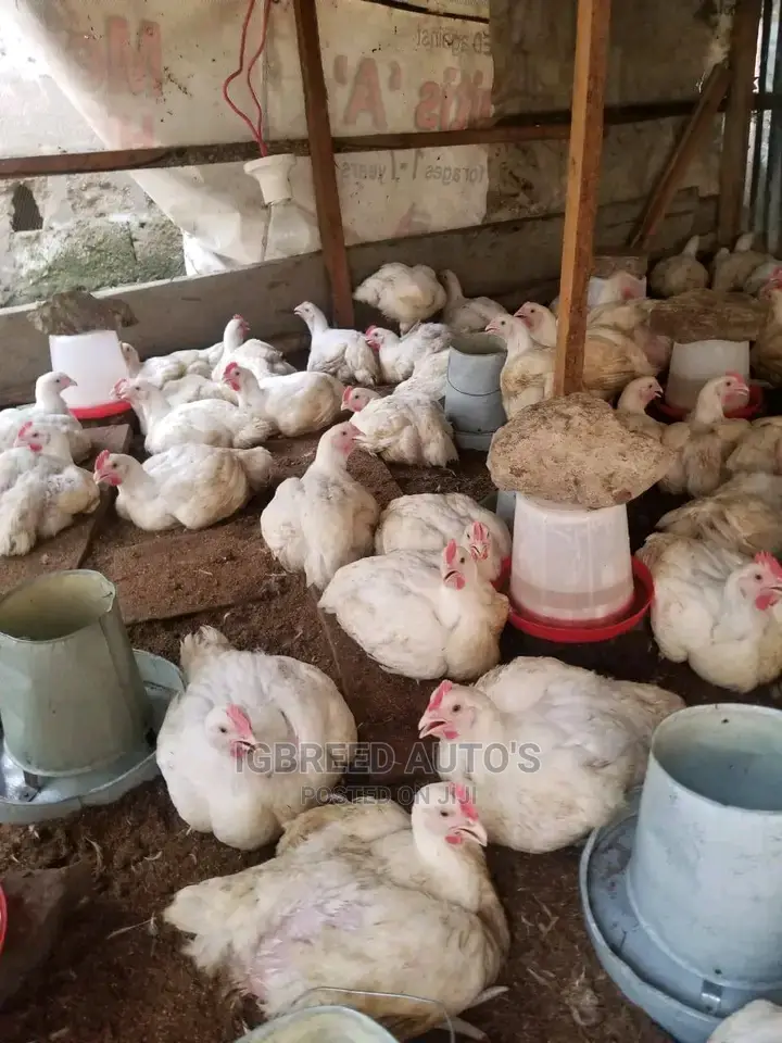 4weeks Well Vaccinated Broilers, Turkey Available for a Deal