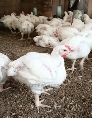 4weeks Well Vaccinated Broilers, Turkey Available for a Deal