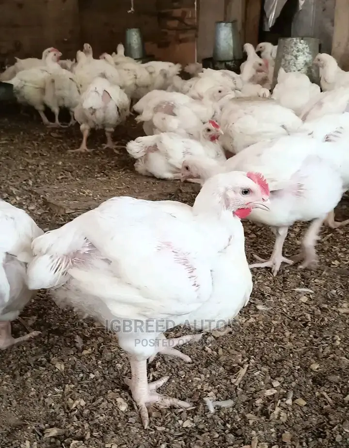 4weeks Well Vaccinated Broilers, Turkey Available for a Deal