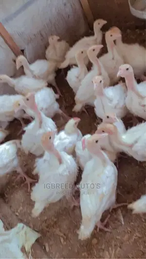4weeks Well Vaccinated Broilers, Turkey Available for a Deal
