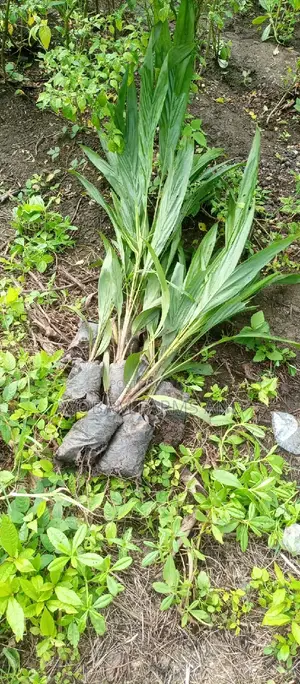 Tenera Hybrid Palm Oil Seedlings
