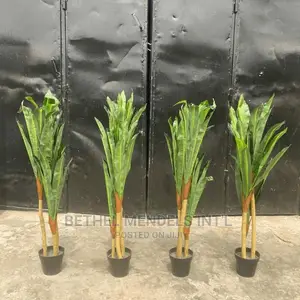 Dracaena Plants for Indoor Decor | Sales of Flower/Plants