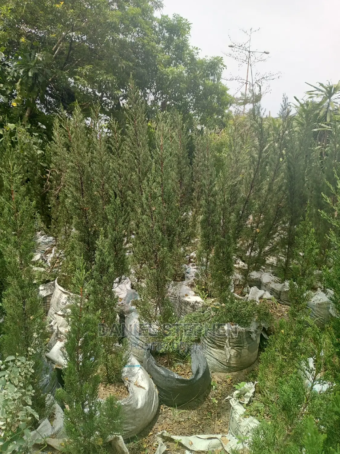 Monterey Cypress