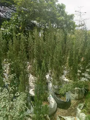 Monterey Cypress (Christmas Tree)