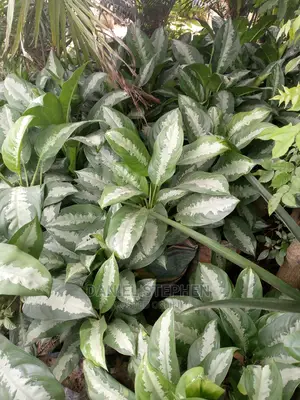 Dumb Cane for Sell