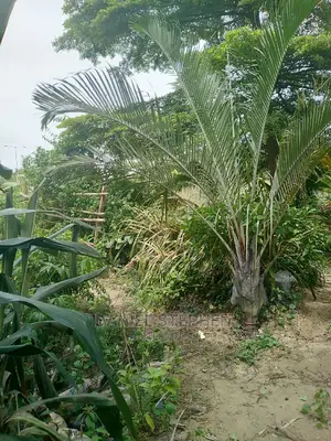 South American Jelly Palm (Triangle Palm)
