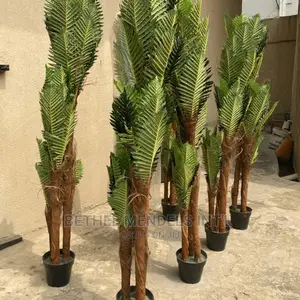 Three Stem Palm Plants Bulk Sales | Flower/Plants Sales