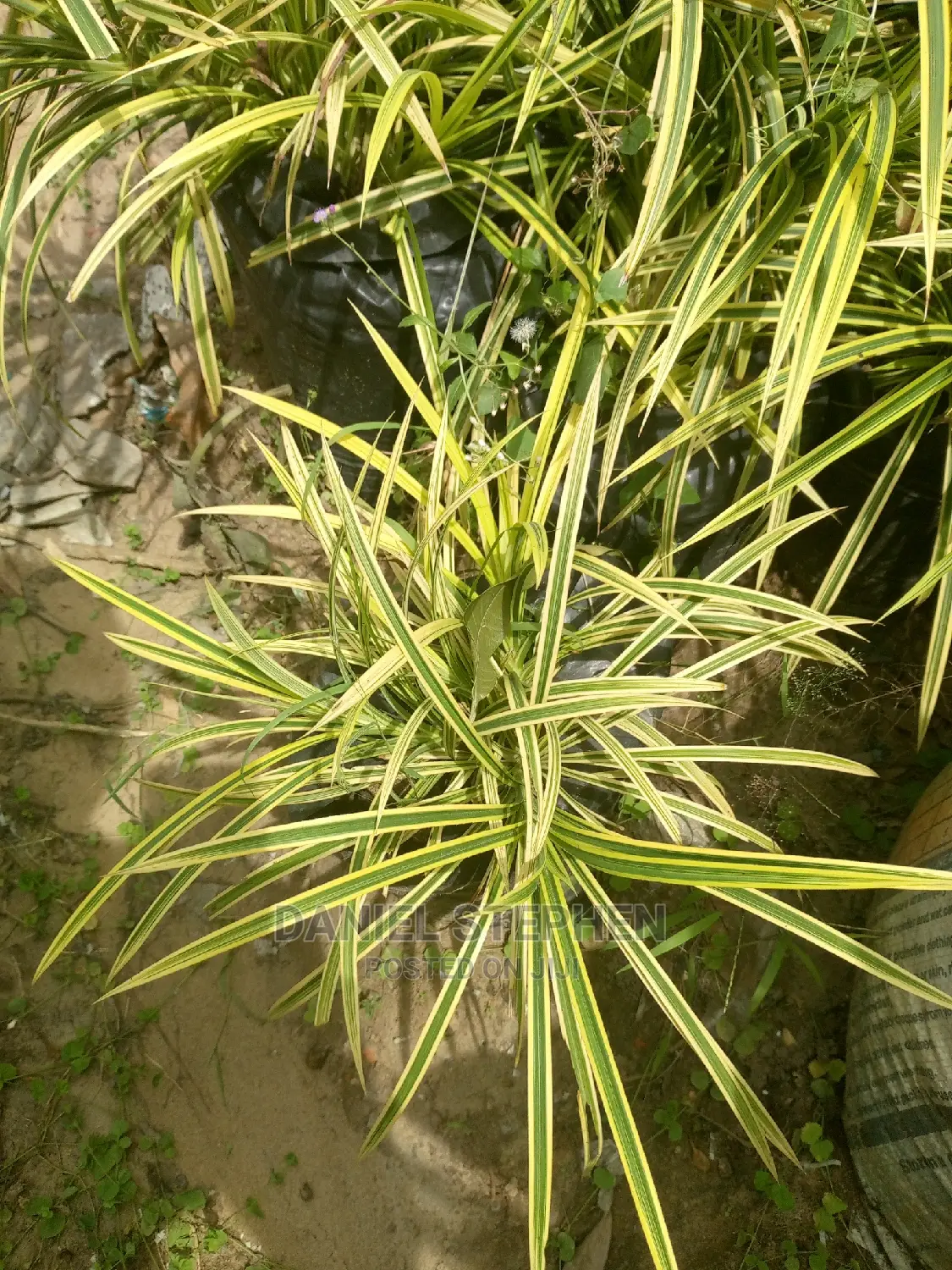 Yellow Spider