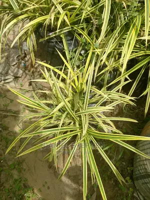 Yellow Spider