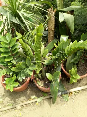 Zz Plant for Sell