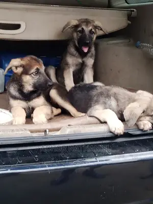3-6 months Male Purebred German Shepherd