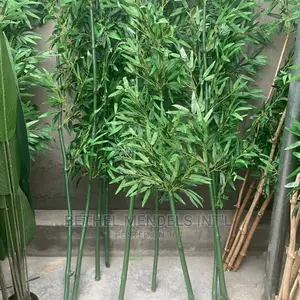 Unpotted Bamboo Plants for Bulk Sales in Asaba Delta State