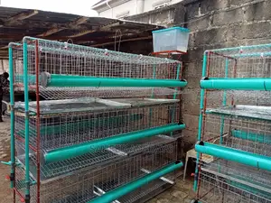 Layers Broilers Battery Cage