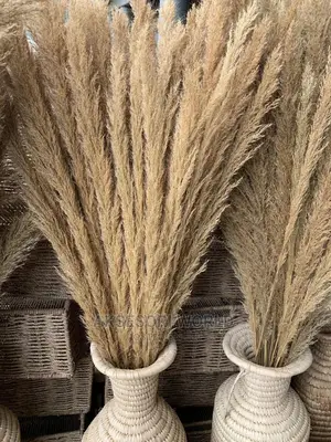 Pampas for Flower Vase