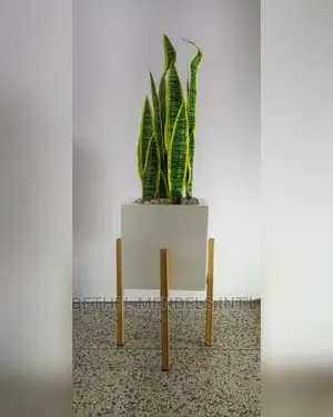 Artificial Snake Plants Potted With Square Fiberglass Pot