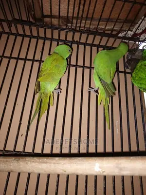 Ringneck and Senegalese