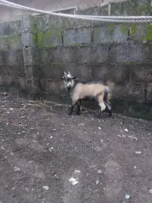 Local Goats