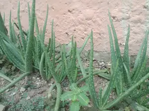 Young Fresh Aloe Vera Plants