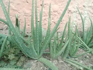Young Fresh Aloe Vera Plants