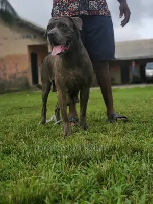 1+ year Female Purebred Boerboel