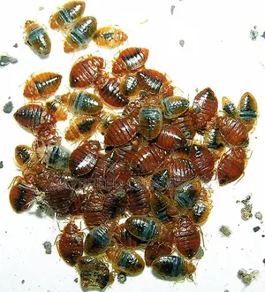 Fumigation, Bedbug Extermination