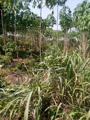 Plots of Land at Simawa.