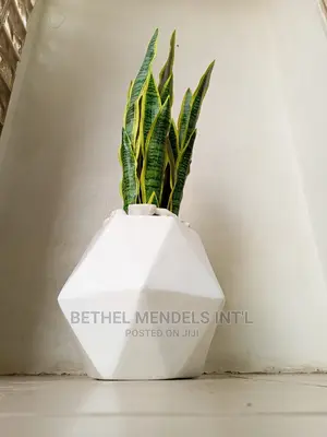 Fiberglass Flowers Pots/Vase Potted With Fake Snake Plants