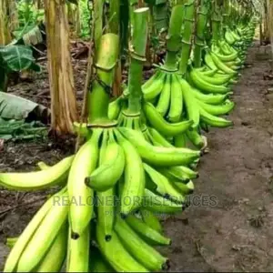 Giant Plantain Suckers