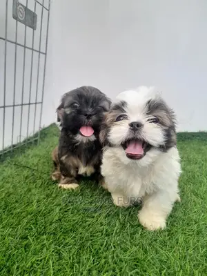 1-3 months Female Purebred Lhasa Apso