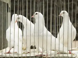 Full White Dove