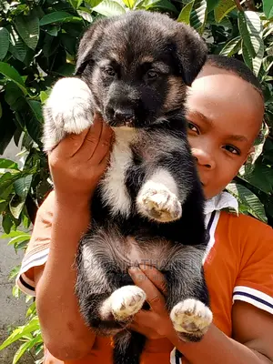 1-3 months Female Purebred German Shepherd