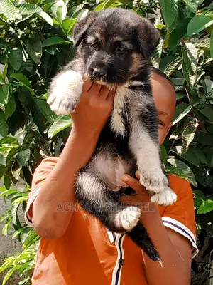 1-3 months Female Purebred German Shepherd