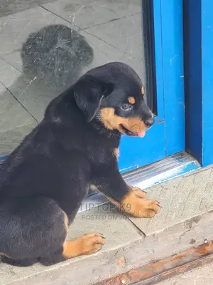 1-3 months Female Purebred Rottweiler