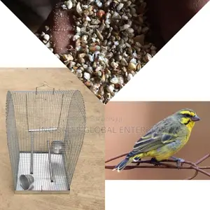 One Male Yellow/Black Mix Canery Bird,Steel Cage and Feed