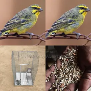 Pair of Male/Female Yellow/Black Mix Canery Bird,Cage + Feed